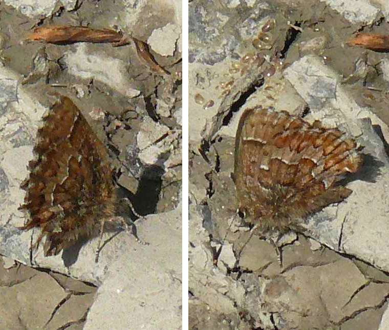 Callophrys niphon Callophrys niphon
